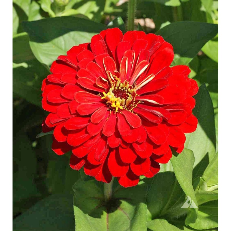 Cherry Queen Zinnia Flower Seeds 9937300