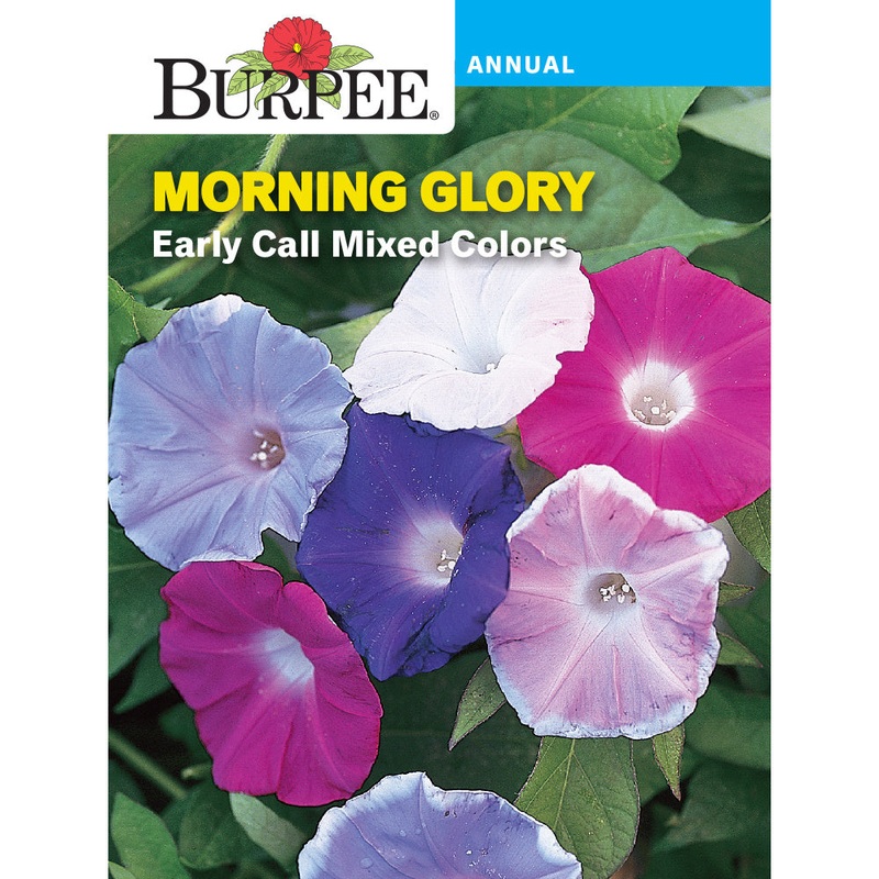 Early Call Morning Glory Flower Seed 48728