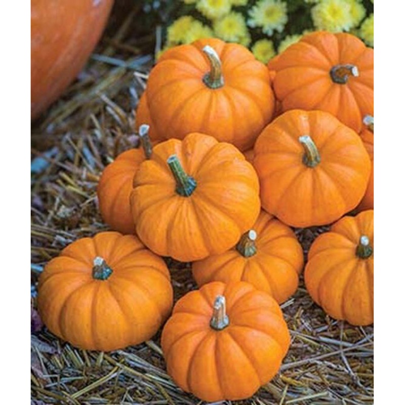Heirloom Jack Be Little Pumpkin Seed Pack 50693