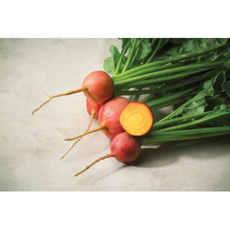 Touchstone Gold Beet Seed 9900443