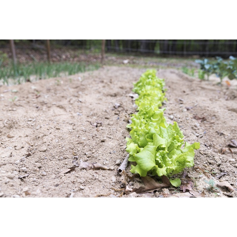 Black Seeded Simpson Lettuce Seed Pack 9904900