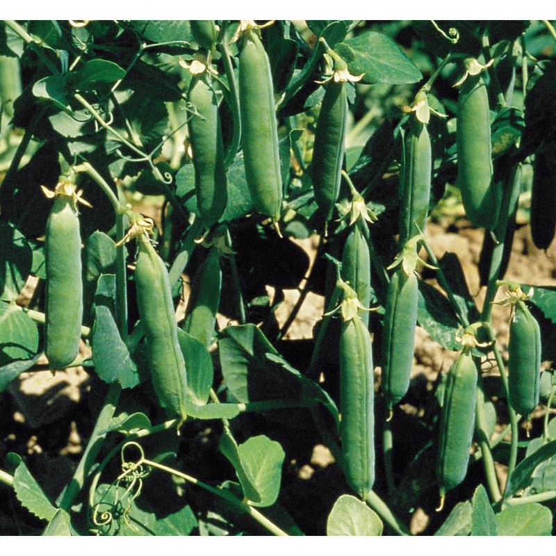 Early Freezer Peas 9916052