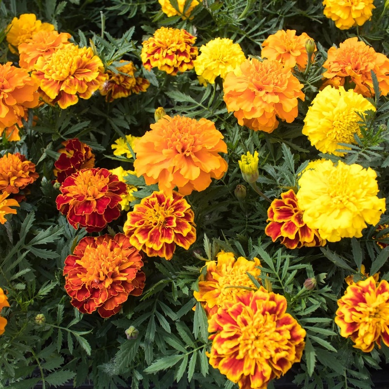 French Dwarf Mixed Marigold Seeds 9934300
