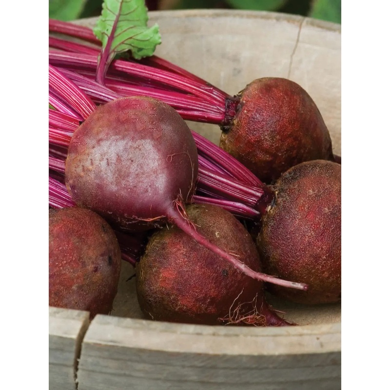 Beet, Detroit Dark Red Medium Top Seed Pack 65722