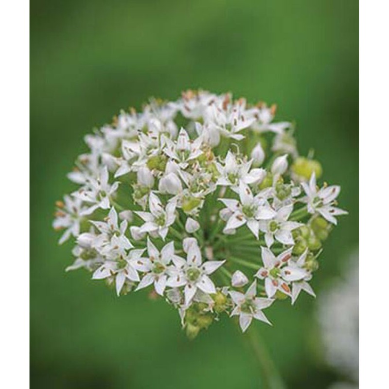 Garlic Chives Seed Pack 66027