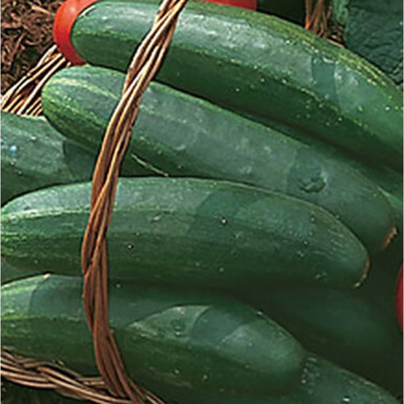 Bush Champion Cucumber Seed Pack 66738