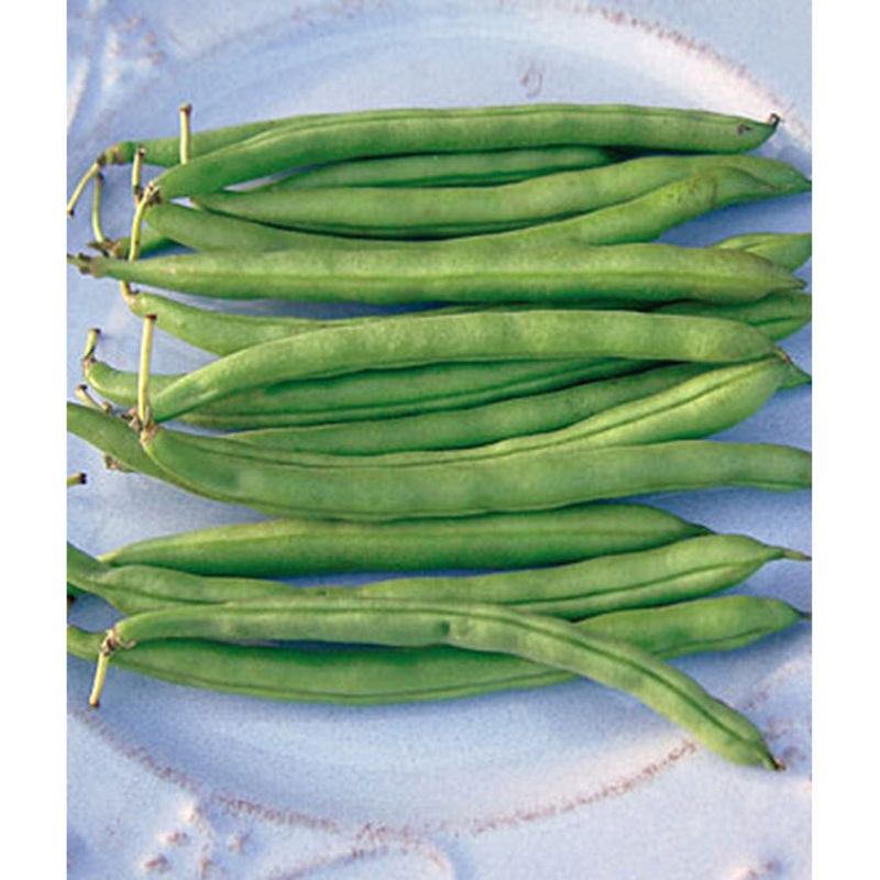 Bush Blue Lake 47 Garden Bean Seed Pack 67101