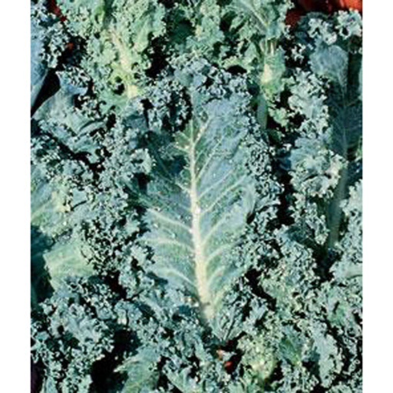 Dwarf Blue Curled Kale Seed Pack 9904600