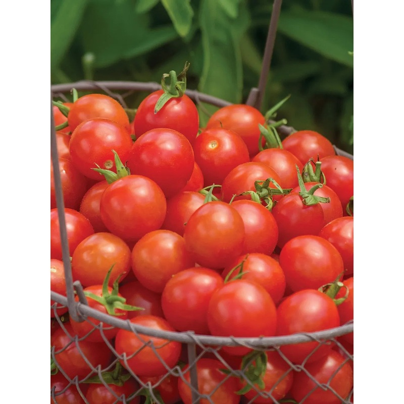 Tomato, Cherry Baby Hybrid Seed Pack 54311