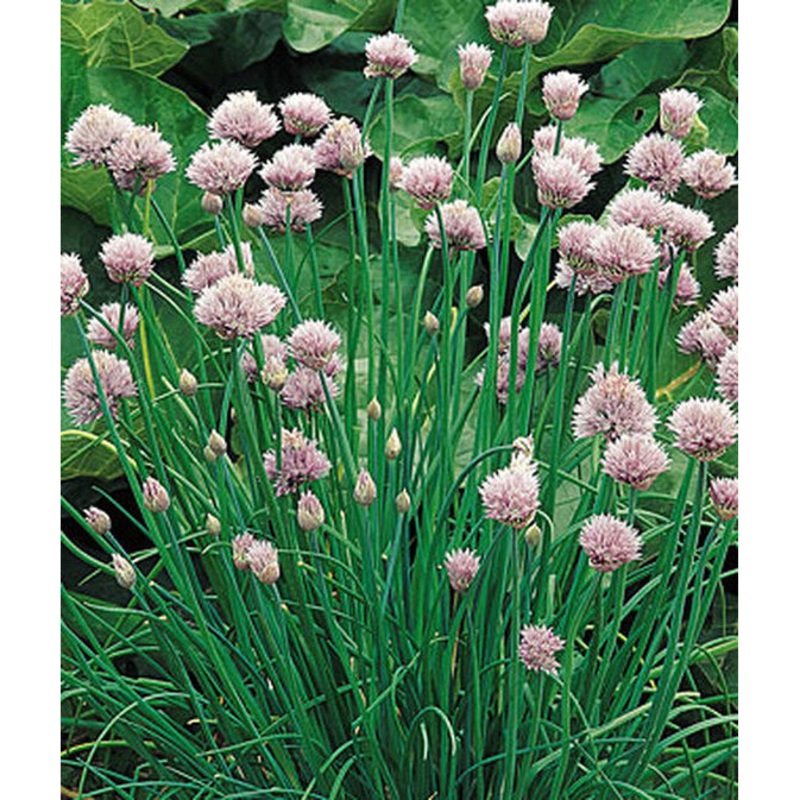 Chive Herb Seed Pack 56788