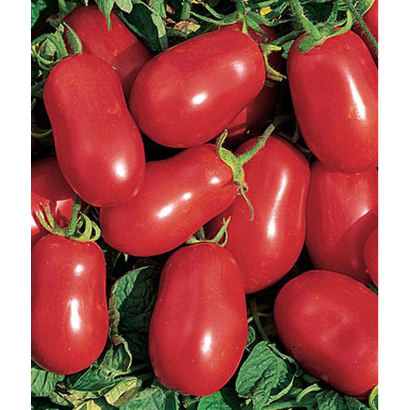 Roma VF Tomato Seed Pack 64832