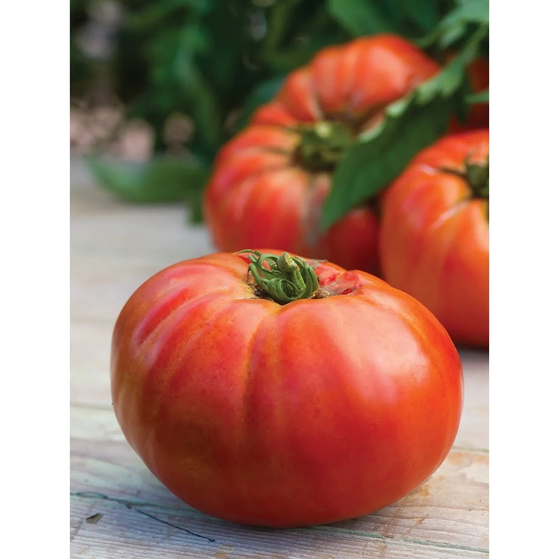 Tomato, Porterhouse Hybrid Seed Pack 61606