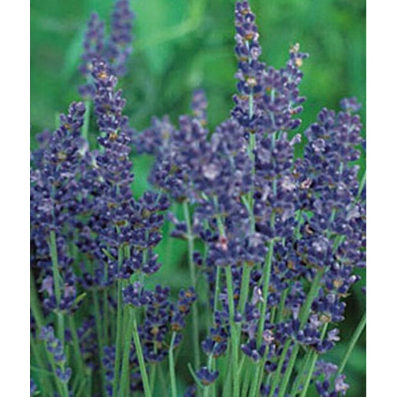 English Lavender Seed Pack 55806