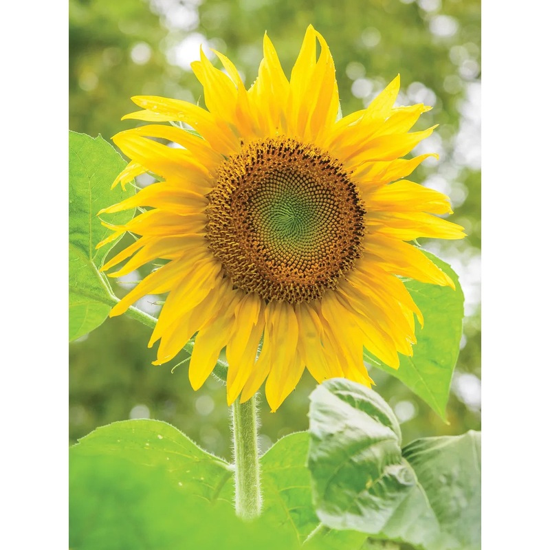 Sunflower, Pikes Peak Flower Seed Pack 47186