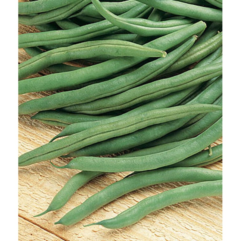 Value Pack Bush Blue Lake 274 Seed 52733 85 grams