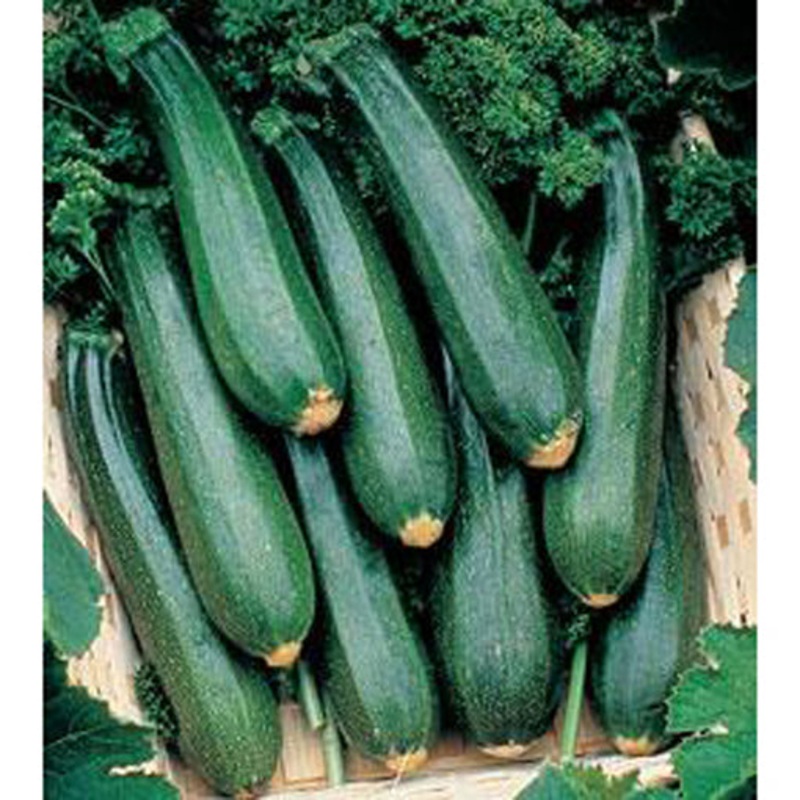 Black Beauty Zucchini Squash Seed 9911400