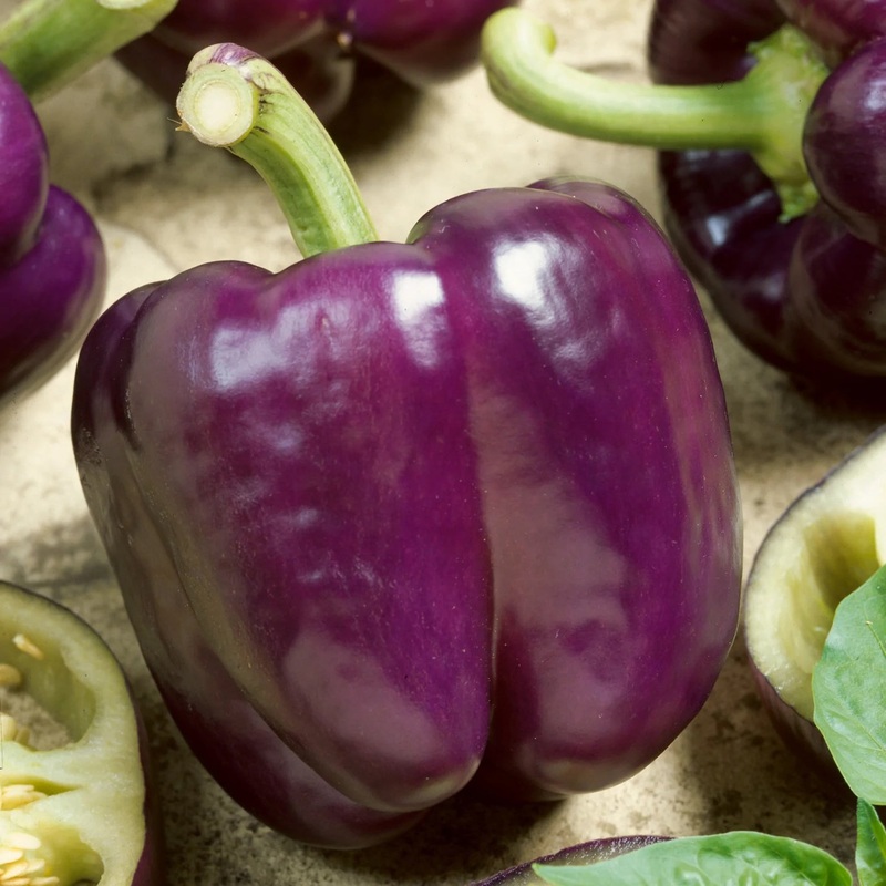 Purple Beauty Bell Pepper Seeds 64000