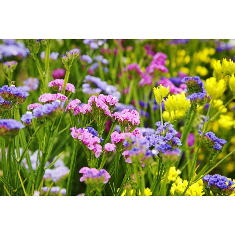 Sinuata Statice Mix Flower Seeds 993600