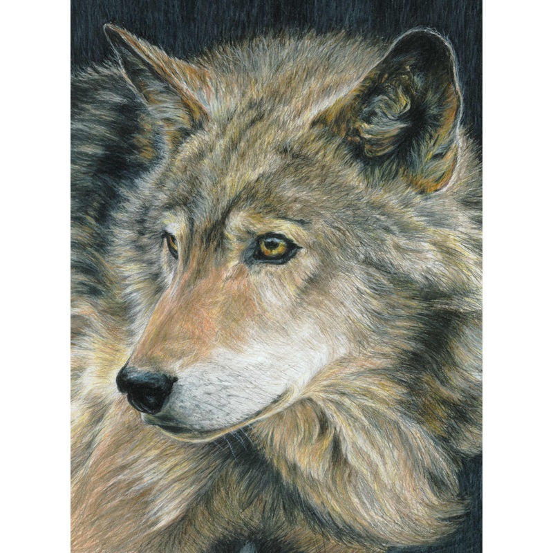 Color Pencil by Numbers Curious Eyes CPN18