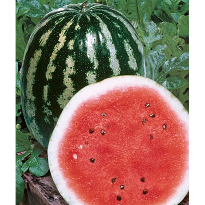 Crimson Sweet Watermelon Seed Pack 64899
