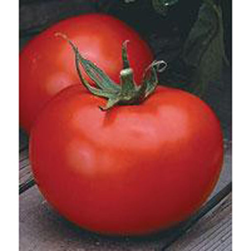 Better Boy Hybrid Tomato Seed 9911700