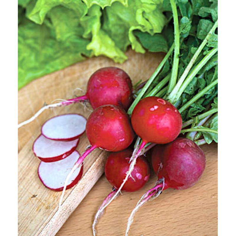 Cherry Giant Radish Seed Pack 62831