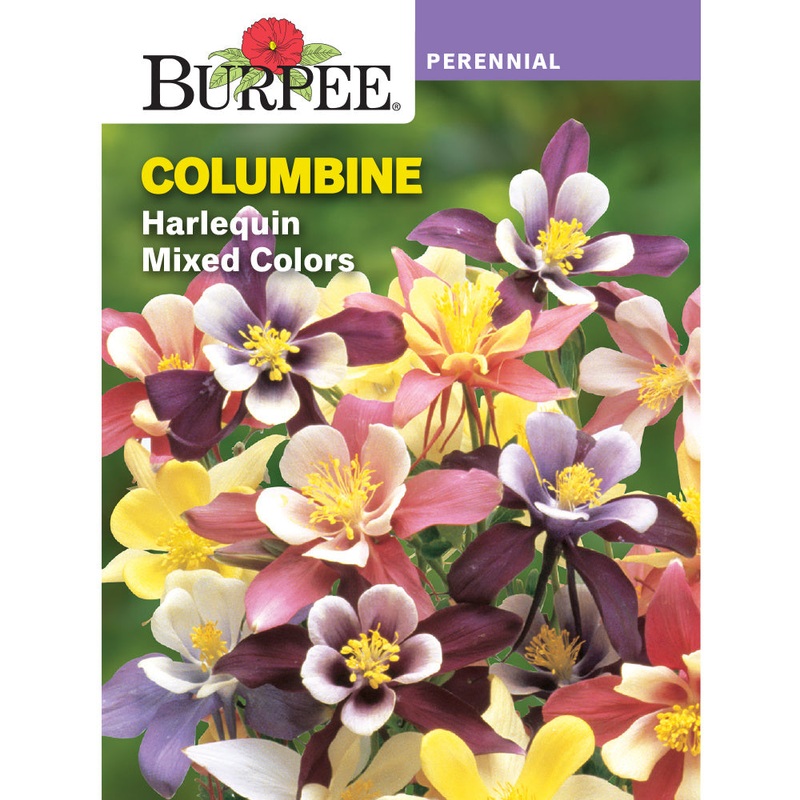 Harlequin Columbine Flower Seed Pack 38258