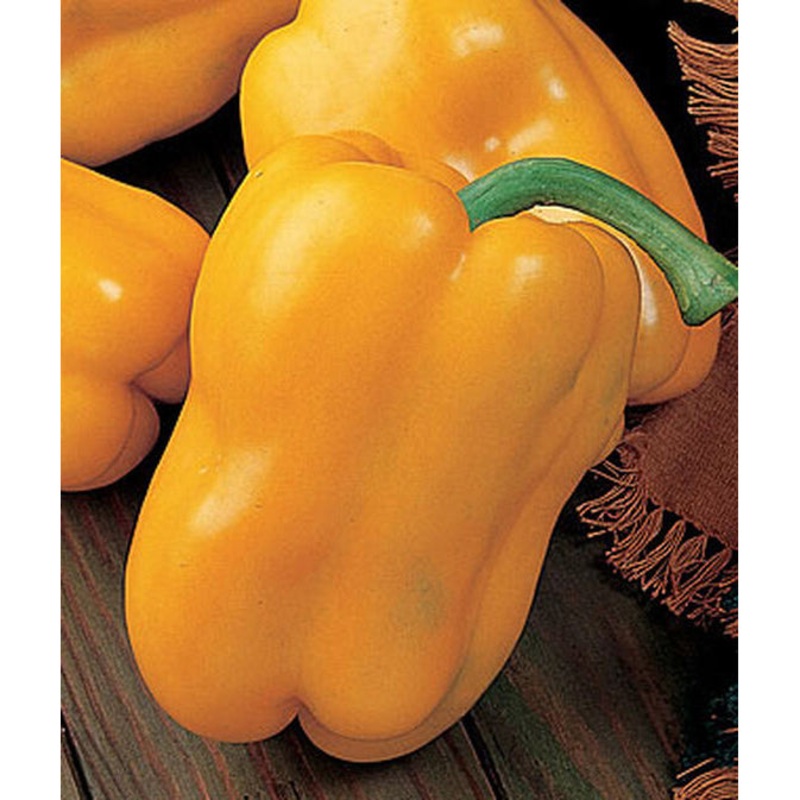 Sunbright Sweet Pepper Seed Pack 50281