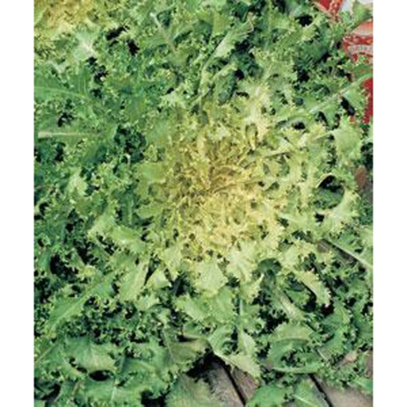 Green Curled Endive Seed Pack 9904500