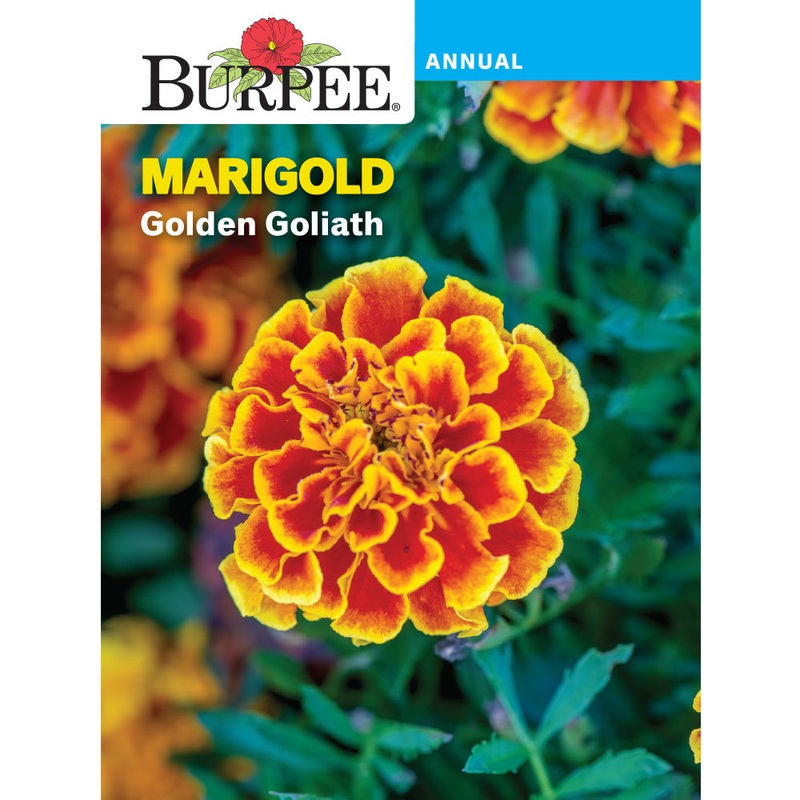 Golden Goliath Marigold Flower Seed Pack 40096